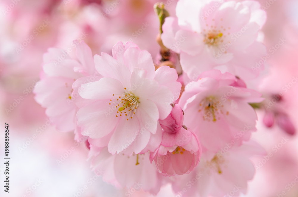 Fototapeta premium Beautiful pink cherry blossoms in soft focus