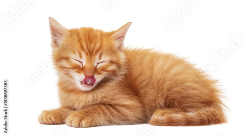 Konstfotografi Fluffy orange tabby kitten with eyes closed licking its nose, isolated on transp