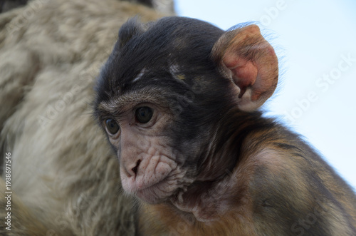 Fotografie Portrait of a Young Barbary Macaque Monkey