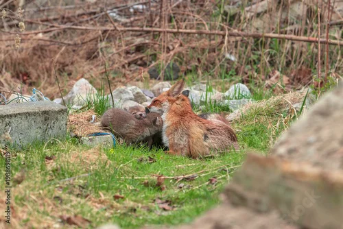 Fototapeta Lisica ruda z młodymi szczeniętami w parku miejskim w Warszawwie