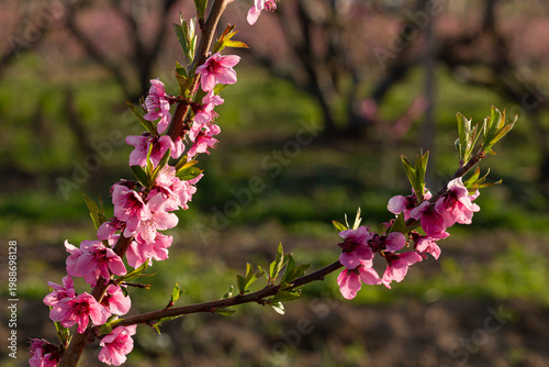 Pink peach blossom branch in the peach orchard