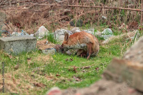 Fototapeta Lisica ruda z młodym szczenięciem w parku miejskim w Warszawwie