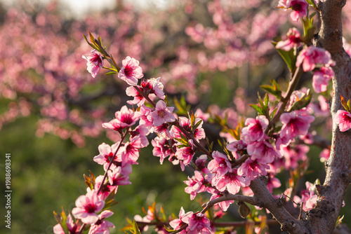 Pink peach blossom branch in the peach orchard