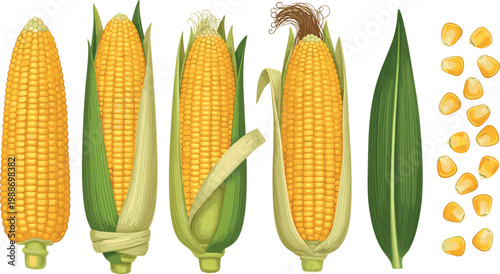 Vector illustration set of fresh raw yellow sweet corn cobs with husks leaves and scattered kernels for agriculture design.