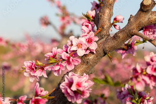 Pink peach blossom branch on blue sky background