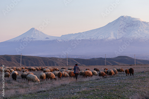 Flock of sheep and shepherd with Mount Ararat in the background, Armenia, sunset
