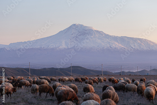 A flock of sheep and a ram against the backdrop of Mount Ararat at sunset in Armenia