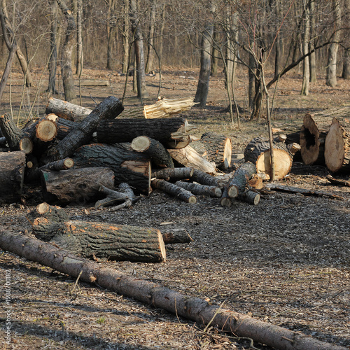 A large pile of cut firewood logs and branches stacked in a woodland area in early spring.