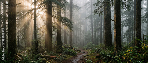 Majestic sun rays piercing through misty forest trees creating a serene and ethereal woodland scene with light rays sunlight woodland ethereal tranquility wilderness environment atmospheric