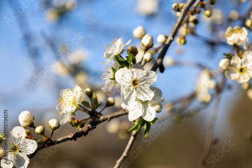 Macro closeup Prunus cerasi...