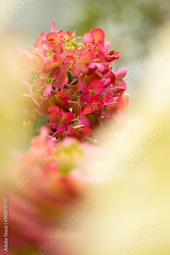red flowers in the garden