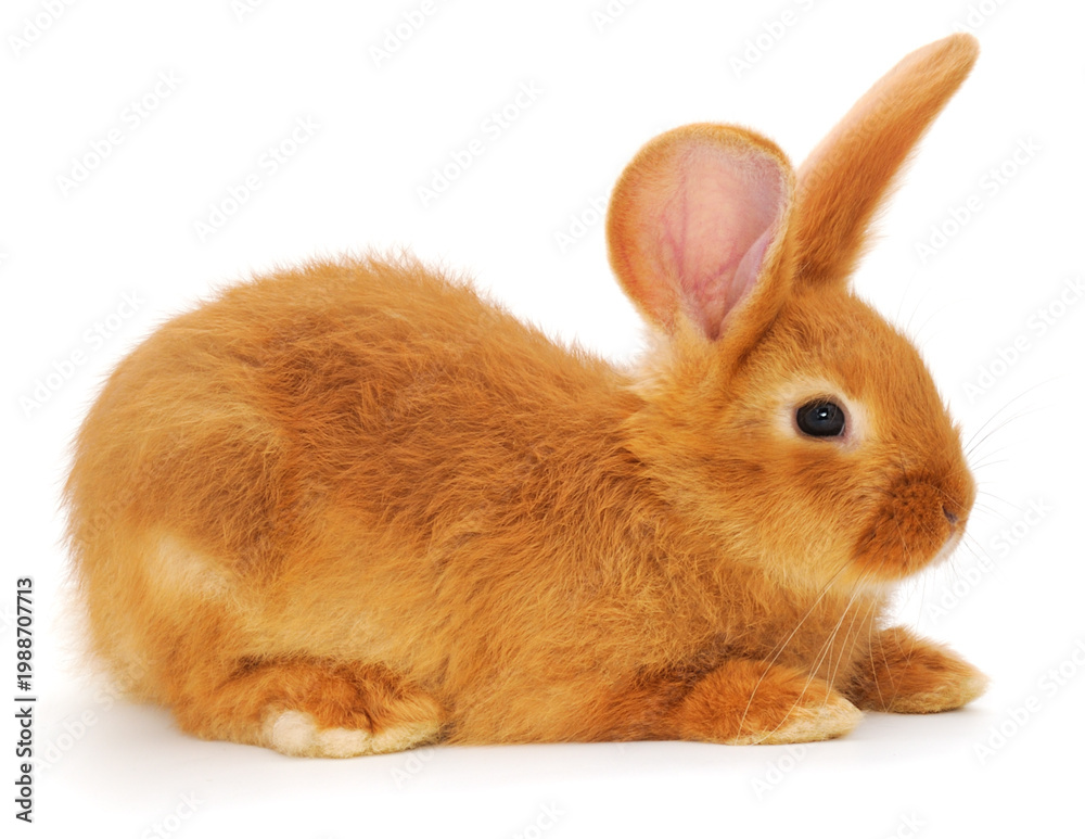 Obraz premium Red rabbit isolated on white background