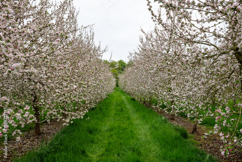 Apple blossom in bloom in a modern cider orchard