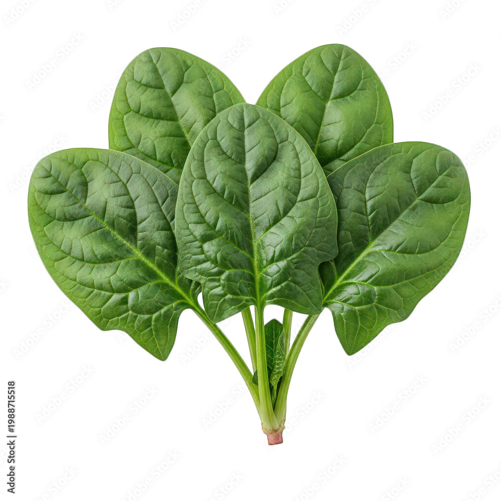 Obraz premium Fresh green spinach leaves with vibrant texture isolated on transparent background