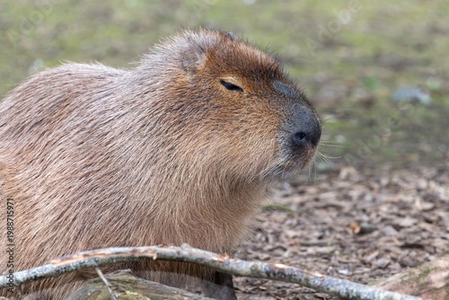 Photos Portrait of  a capybara (hydrochoerus hydrochaeris)