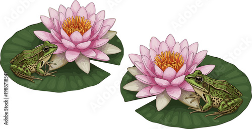 Frog on Water Lily Set with Pink Lotus Flowers Pond Amphibian Wildlife Nature Illustration Isolated on White Background Vector Collection
