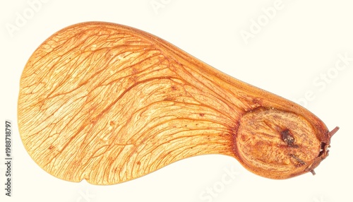 Maple Samara Seed Isolated on White Background, Winged Fruit Representing Dispersal and Botanical Flight Adaptation Concept