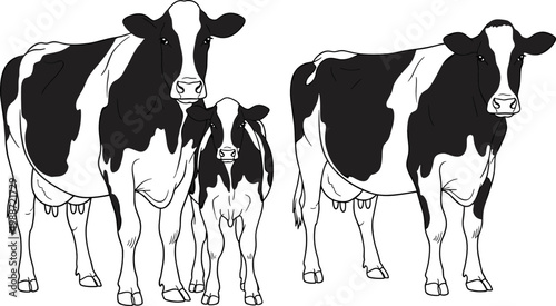 Holstein Cow Illustration Set Featuring Dairy Cattle with Calf in Black and White Pattern for Farm, Agriculture, Livestock, and Rural Animal Design