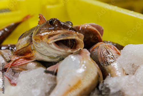 Fresh raw fish in yellow plastic container at seafood processing facility