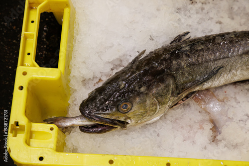 Fresh raw fish in yellow plastic container at seafood processing facility