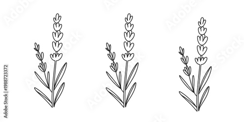A simple black and white line drawing set featuring three identical lavender floral illustrations Vector, illustration