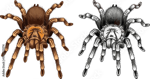 Realistic Tarantula Spider Set with Detailed Hairy Body Legs and Creepy Crawling Arachnid Illustration Isolated on White Background Vector Collection