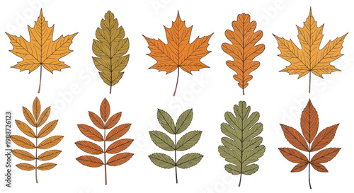 Set of hand drawn autumn leaves isolated on white background