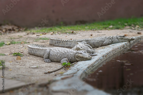 three crocodiles sitting on the ground beside the man made water body pond in some zoo in India.