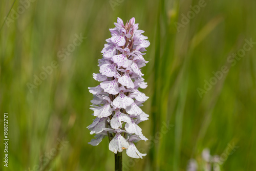Close up of a heath spotted orchid (dactylorhiza maculata) flower in bloom