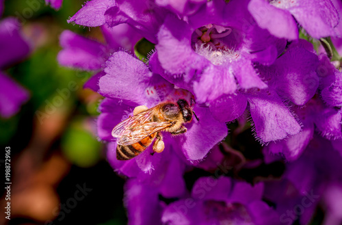 Western honey bees collect pollen from a Texas sage bush in spring near Phoenix Arizona