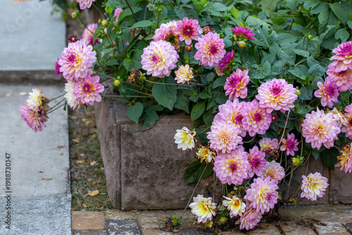 Konstfotografi Lush pink dahlias on a flower bed in autumn
