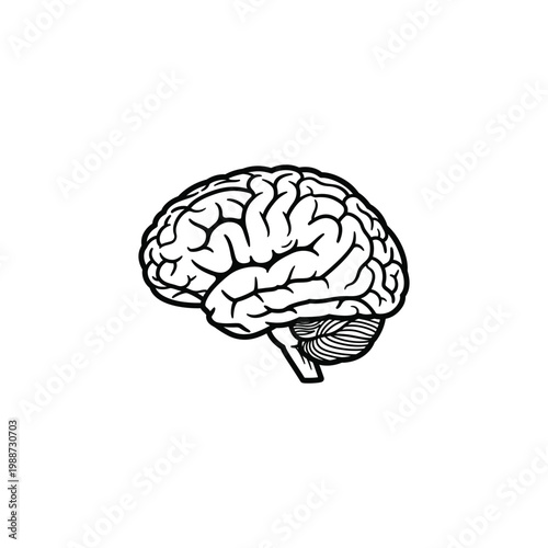 Black and white line drawing illustration of the human brain with visible cerebellum and brainstem