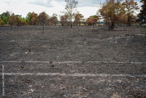 view of the aftermath of a forest fire 