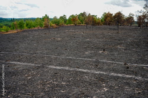 view of the aftermath of a forest fire 