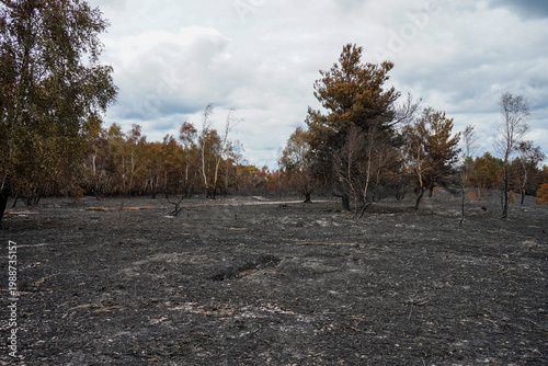 view of the aftermath of a forest fire 