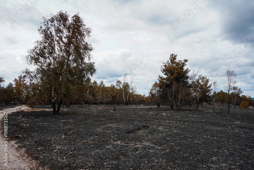 view of the aftermath of a forest fire 