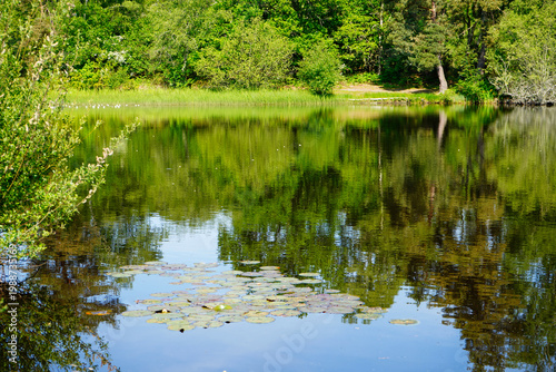Lilly pads growing on a lake in the summer