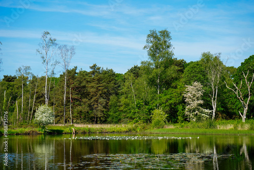 Lilly pads growing on a lake in the summer