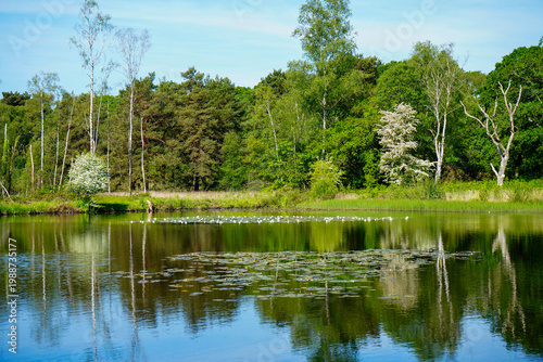 Lilly pads growing on a lake in the summer