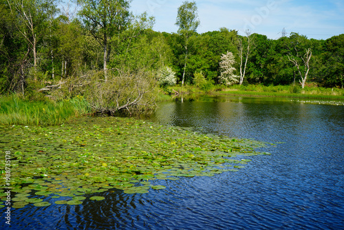 Lilly pads growing on a lake in the summer