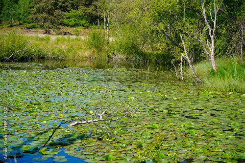 Lilly pads growing on a lake in the summer