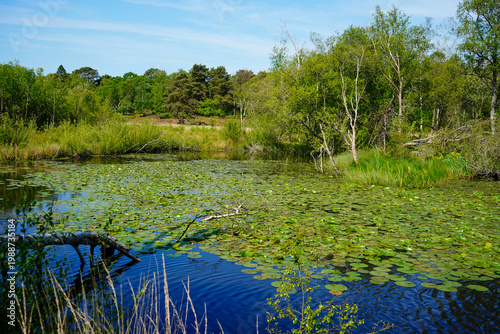 Lilly pads growing on a lake in the summer