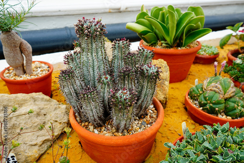 Small cacti and succulents in small pots in a group