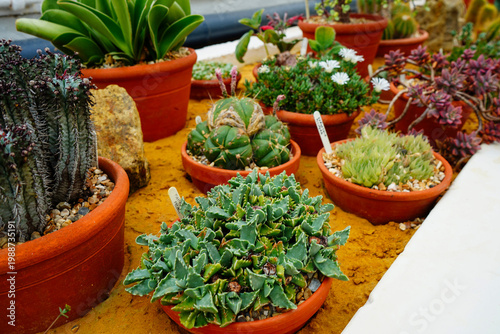 Small cacti and succulents in small pots in a group