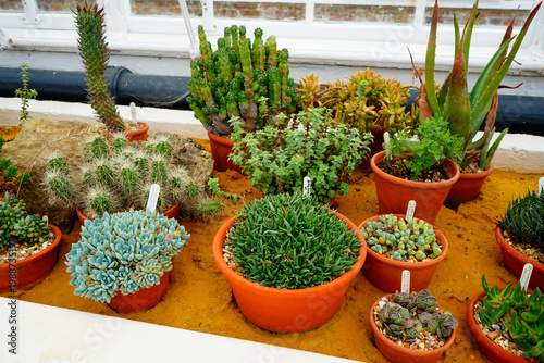Small cacti and succulents in small pots in a group