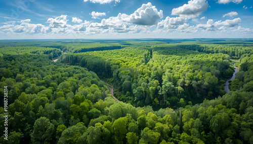 Aerial view of a dense green forest under a blue sky