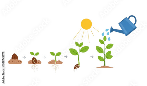 Plant growth stages vector set seed sprout roots sun water diagram