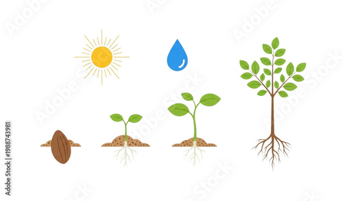 Plant growth cycle vector illustration seed sprout sun water roots