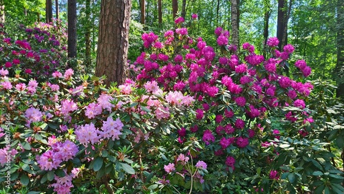Beautiful multi-colored flowers in flowerbeds and along alleys in city park during summer season