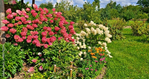 Beautiful multi-colored flowers in flowerbeds and along alleys in city park during summer season